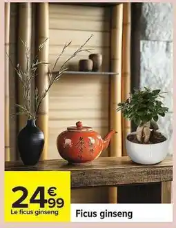 Carrefour Ficus ginseng offre