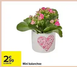 Carrefour Mini kalanchoe offre