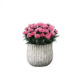 Carrefour Œillet dianthus caryophyllus oscar offre