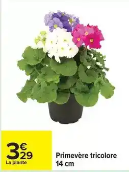Carrefour Drive Primevère - tricolore offre