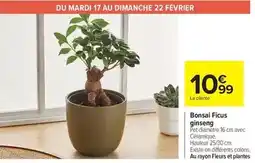Carrefour Drive Bonsai ficus ginseng offre