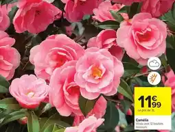 Carrefour Drive Camélia offre