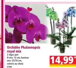 Norma Orchidée Phalaenopsis royal mix offre