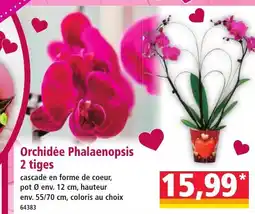 Norma Orchidée Phalaenopsis 2 tiges offre