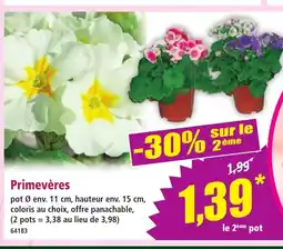 Norma Primevères offre
