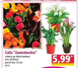 Norma Calla Zantedeschia offre