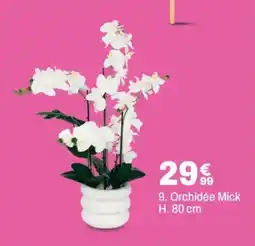 BUT Orchidée Mick offre