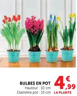 Hyper U Bulbes en pot offre