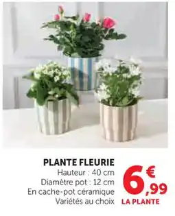 Hyper U Plante fleurie offre