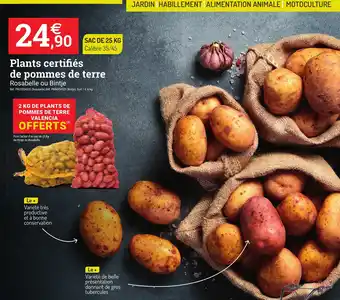 Plants certifiés de pommes de terre