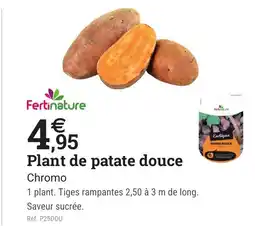 Espace emeraude FERTINATURE Plant de patate douce offre