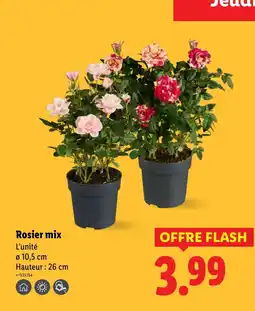 Lidl Rosier mix offre