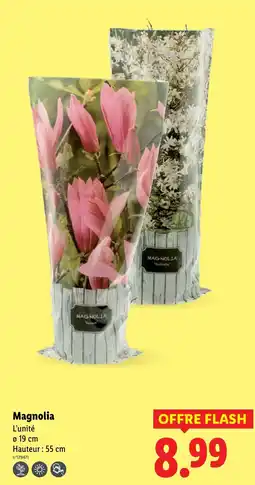 Lidl Magnolia offre