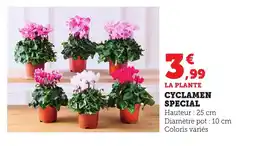 Bi1 Cyclamen special offre