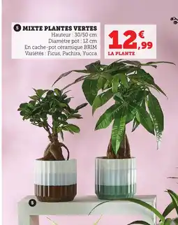 Bi1 Mixte plantes vertes offre