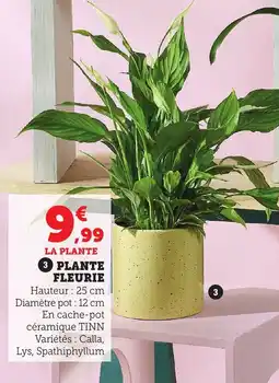 Bi1 Plante 3 plante fleurie offre