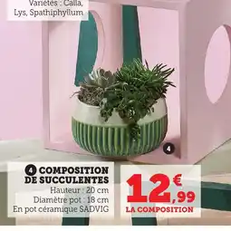 Bi1 Composition de succulentes offre