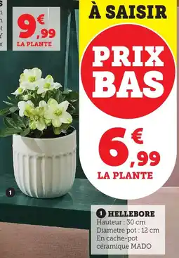Bi1 Hellebore offre