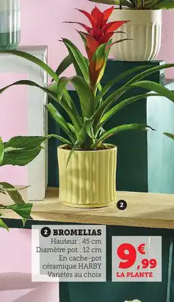 Bi1 Bromelias offre