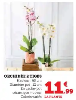 Hyper U Orchidée 2 tiges offre