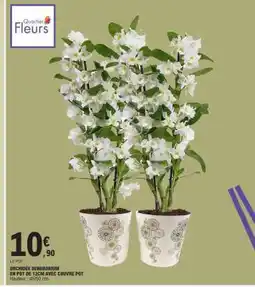 E.Leclerc Orchidée Dendrobium offre