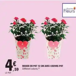 E.Leclerc ROSIER EN POT 12 CM AVEC COUVRE-POT offre