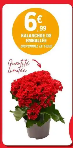 E.Leclerc Kalanchoe D8 Emballée offre