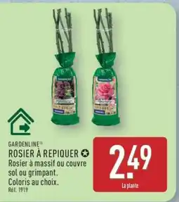 ALDI GARDENLINE ROSIER À REPIQUER offre