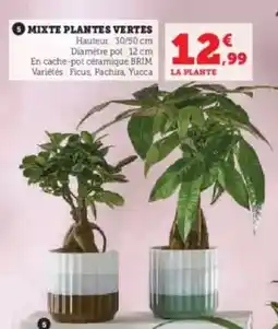 Super U Mixte plantes vertes offre