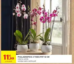 Intermarché Hyper Phalaenopsis 3 tiges pot offre