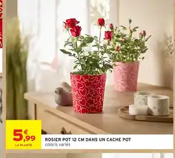 Intermarché Hyper Rosier pot dans un cache pot offre