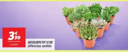 Netto Succulente pot offre