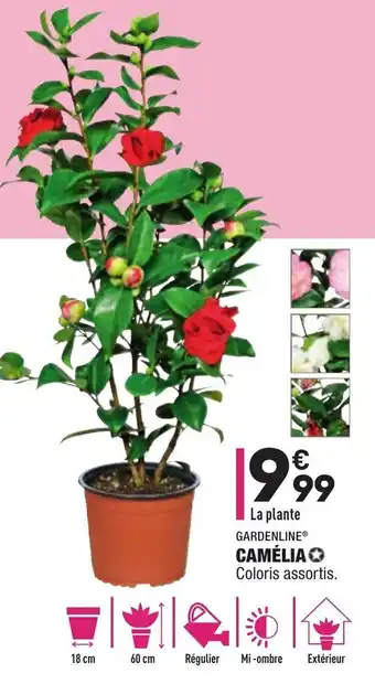 ALDI Camélia offre
