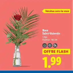 Lidl Rose Saint-Valentin offre