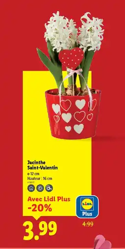 Lidl Jacinthe Saint-Valentin offre