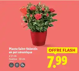 Lidl Plante Saint-Valentin en pot céramique offre