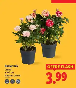 Lidl Rosier mix offre