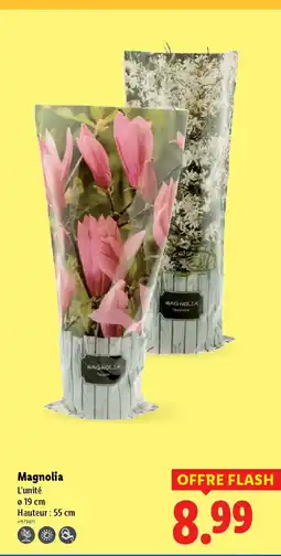 Lidl Magnolia offre