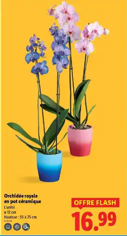 Lidl Orchidée royale en pot céramique offre