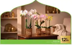 Carrefour Orchidée 2 tiges offre
