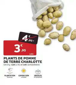 Bricomarché Plants de pomme de terre charlotte offre