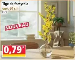 Norma Tige de forsythia offre