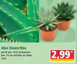 Norma Aloe haworthia offre