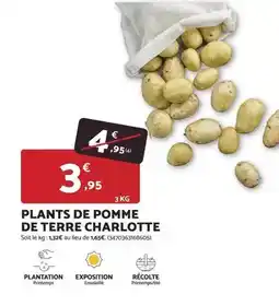 Bricomarché Plantation - plants de pomme de terre charlotte offre