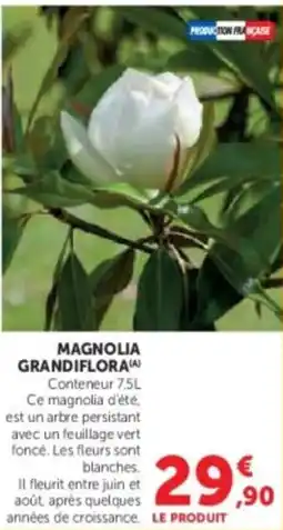 Super U Magnolia grandiflora offre