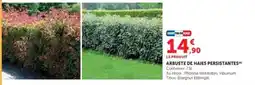 Super U Arbuste de haies persistantes offre