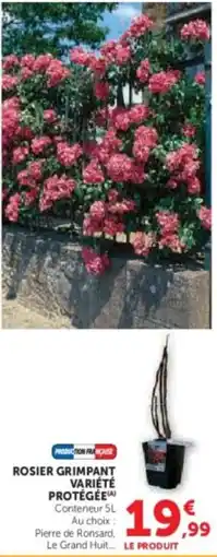 Super U Rosier grimpant variété protégée offre