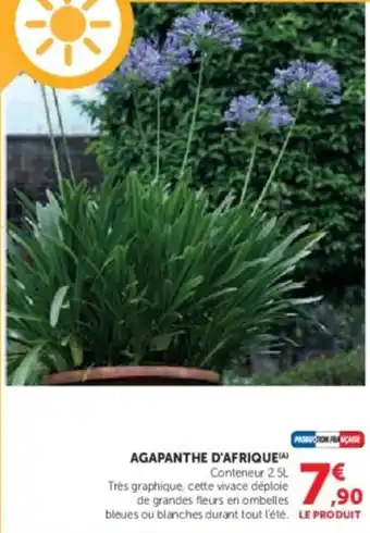 Super U Agapanthe d'afrique offre
