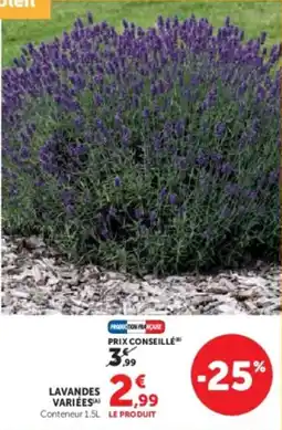 Super U Lavandes variées offre