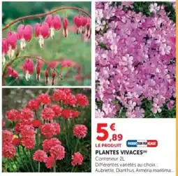 Super U Plantes vivaces offre